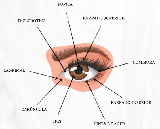 🧬 Anatomía del Ojo Humano y la Importancia de las Pestañas